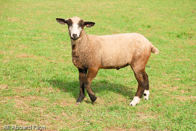 California Variegated Mutant (CVM) Sheep