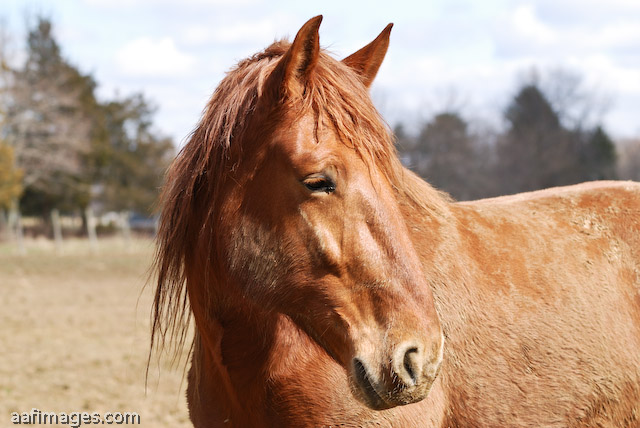 Suffolk Punch Draft Horse mare