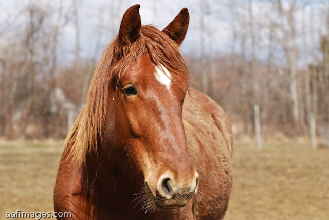 Suffolk Punch Draft Horse 2 year old filly