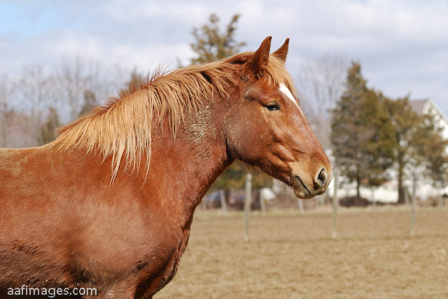 Suffolk Punch Draft Horse 3 year old filly