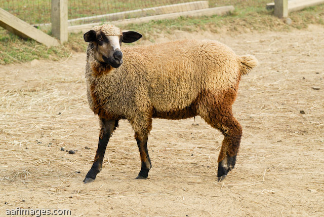 California Variegated Mutant (CVM) Sheep