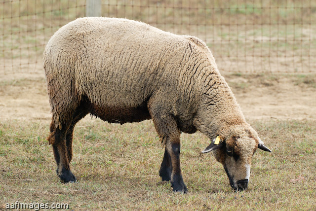 California Variegated Mutant (CVM) Sheep