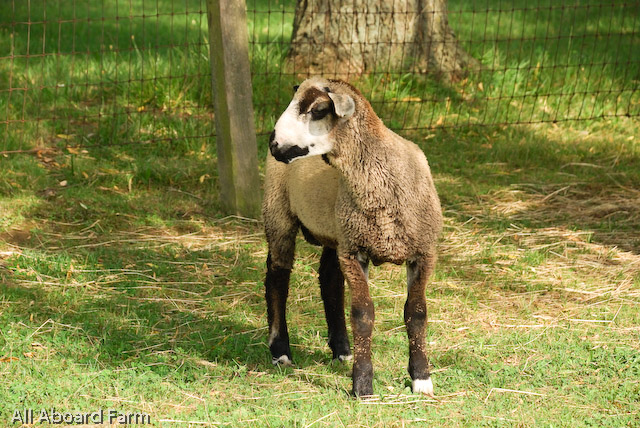 California Variegated Mutant (CVM) Sheep