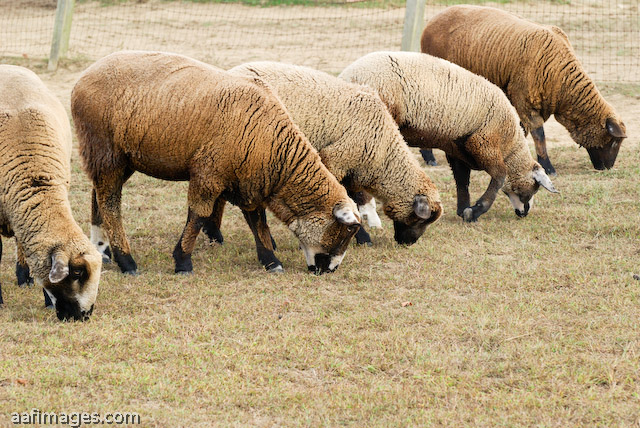 California Variegated Mutant (CVM) and Romeldale Sheep