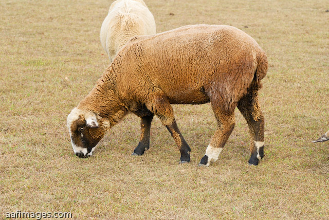 Romeldale Sheep