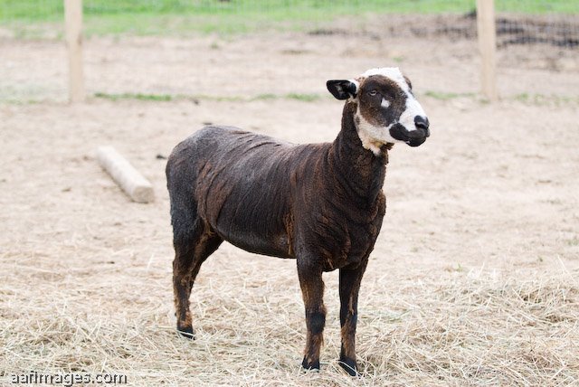 Romeldale Sheep