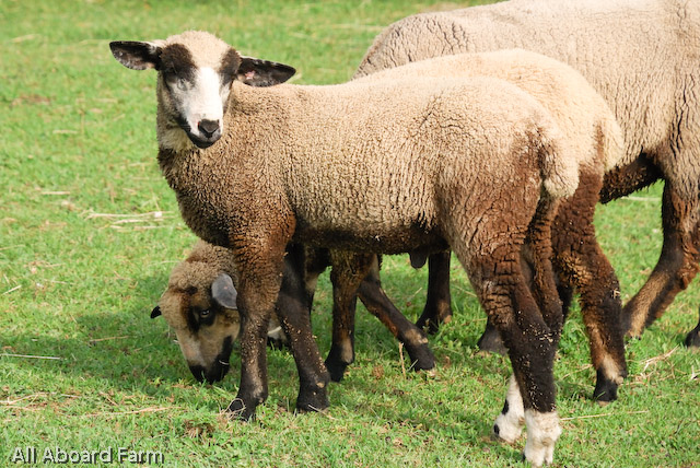 California Variegated Mutant (CVM) Sheep