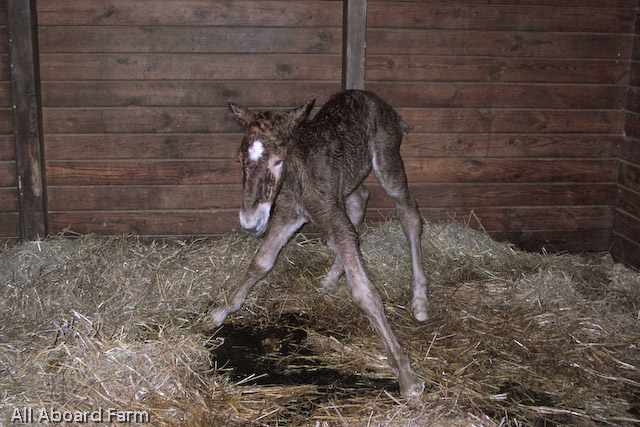 Suffolk Punch Draft Horse foal