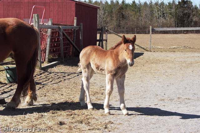 Suffolk Punch Draft Horse foal