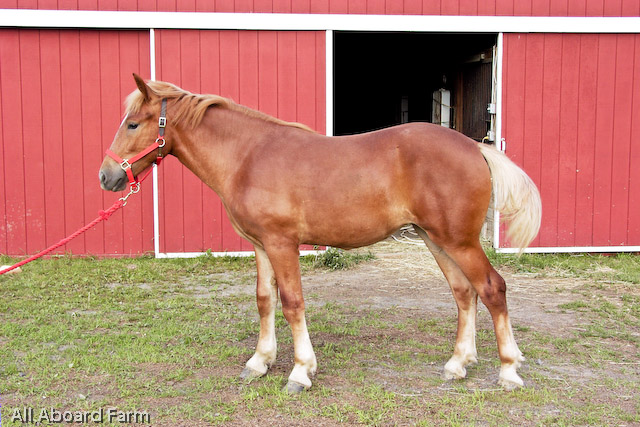 Suffolk Punch Draft Horse yearling filly