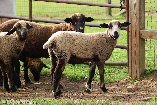 California Variegated Mutant (CVM) Sheep