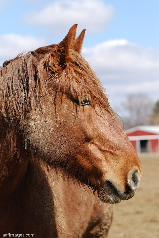 Suffolk Punch Draft Horse mare