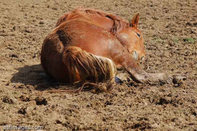 Suffolk Punch Draft Horse mare