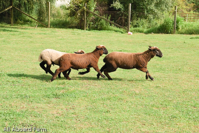 California Variegated Mutant (CVM) and Romeldale Sheep