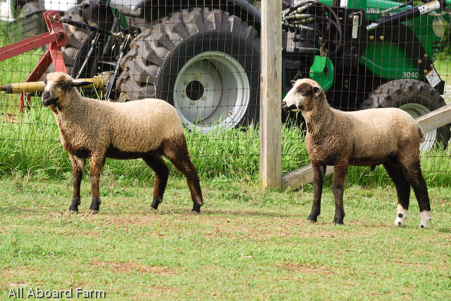 California Variegated Mutant (CVM) Sheep