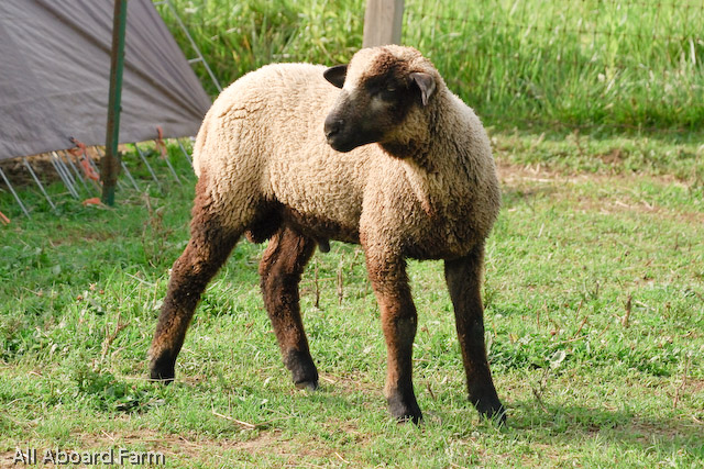 California Variegated Mutant (CVM) Sheep